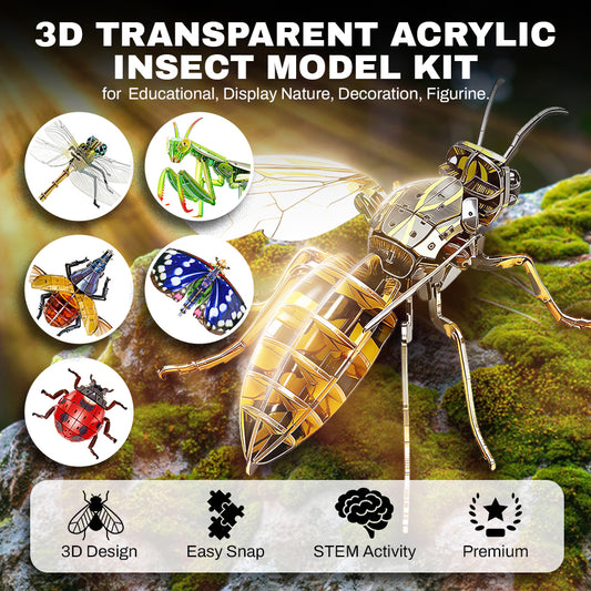3D Transparent Acrylic Insect Model Kit