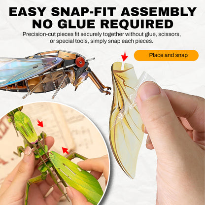 3D Transparent Acrylic Insect Model Kit