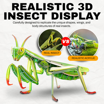 3D Transparent Acrylic Insect Model Kit