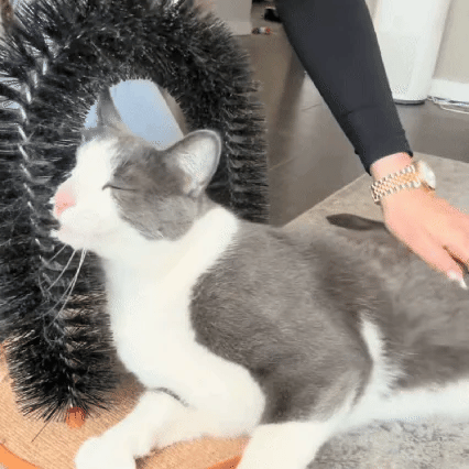 Cat Arch Scratcher