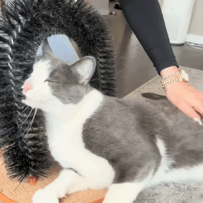 Cat Arch Scratcher